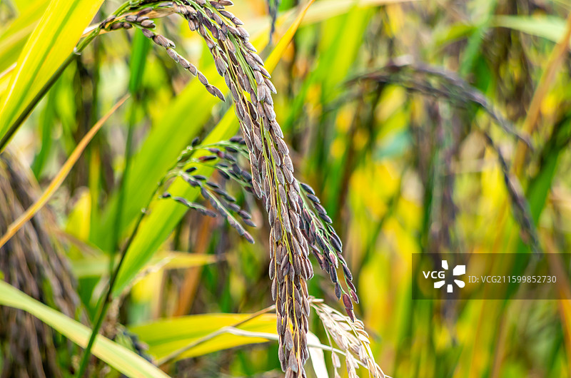 肇庆四会种植的黑糯米图片素材