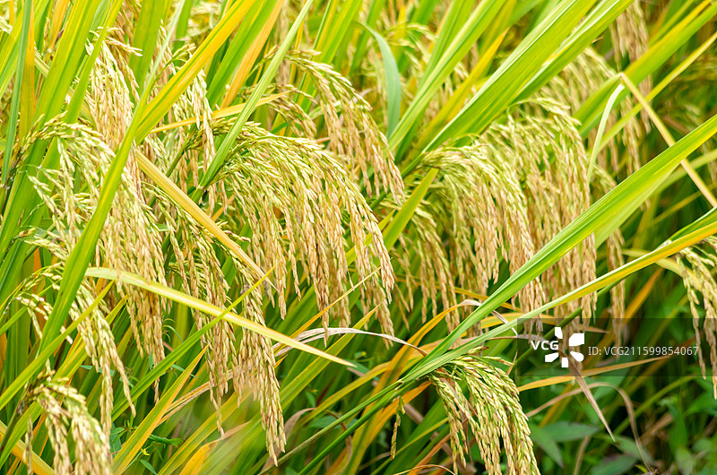 肇庆周边种植的水稻图片素材