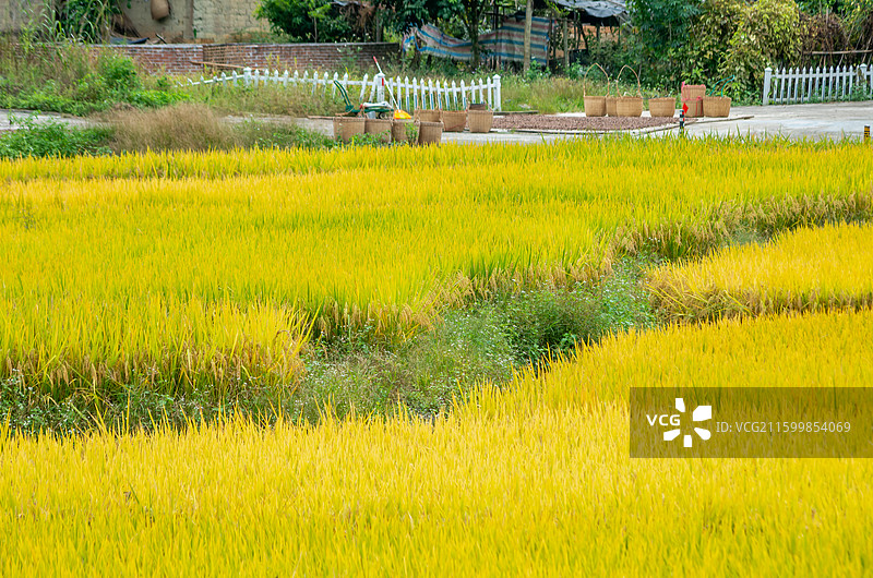 肇庆周边种植的水稻图片素材