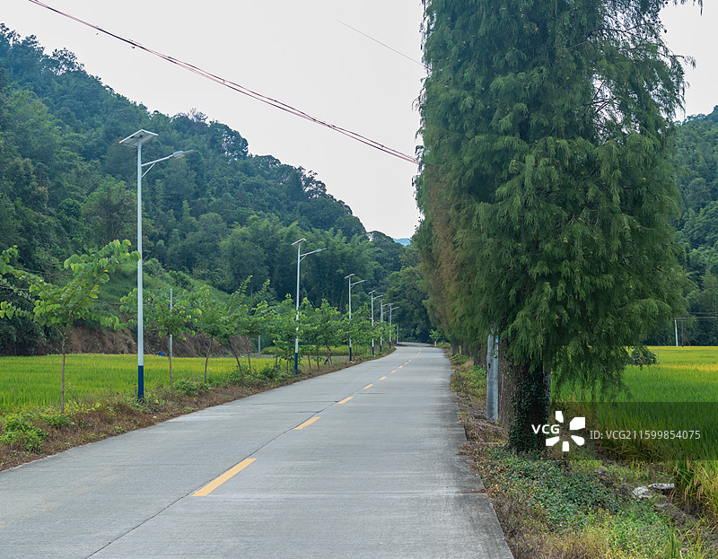 肇庆周边种植的水稻图片素材