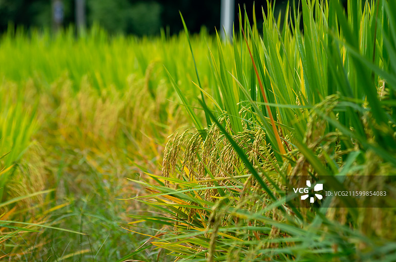 肇庆周边种植的水稻图片素材