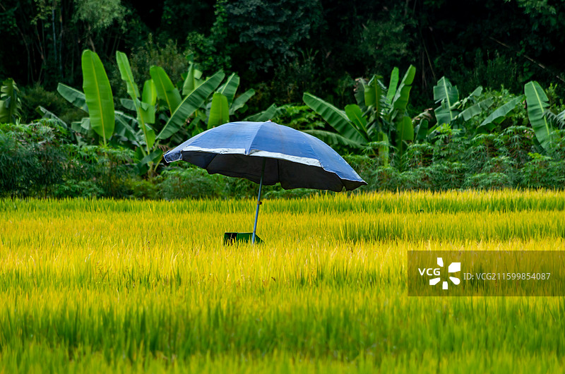肇庆周边种植的水稻图片素材