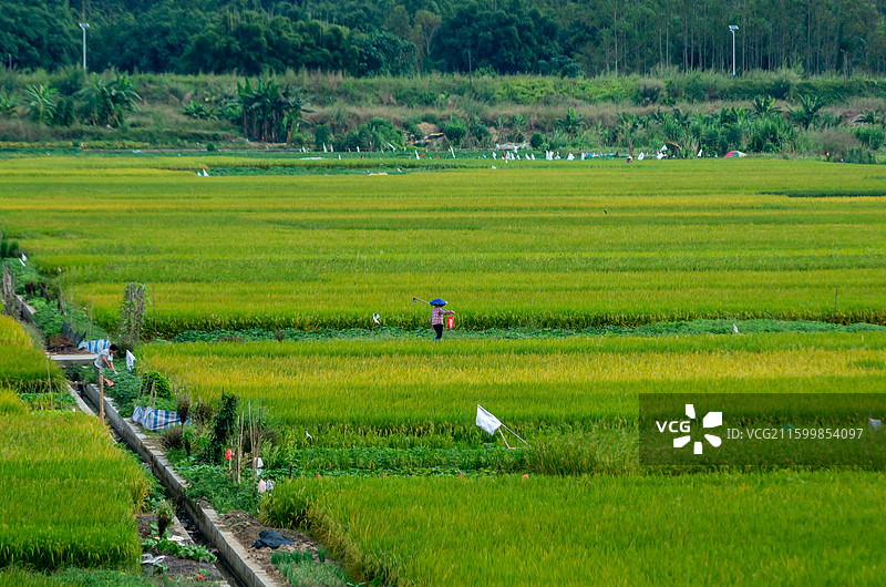 肇庆周边种植的水稻图片素材