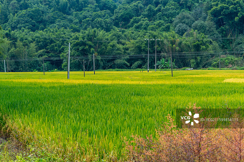 肇庆周边种植的水稻图片素材