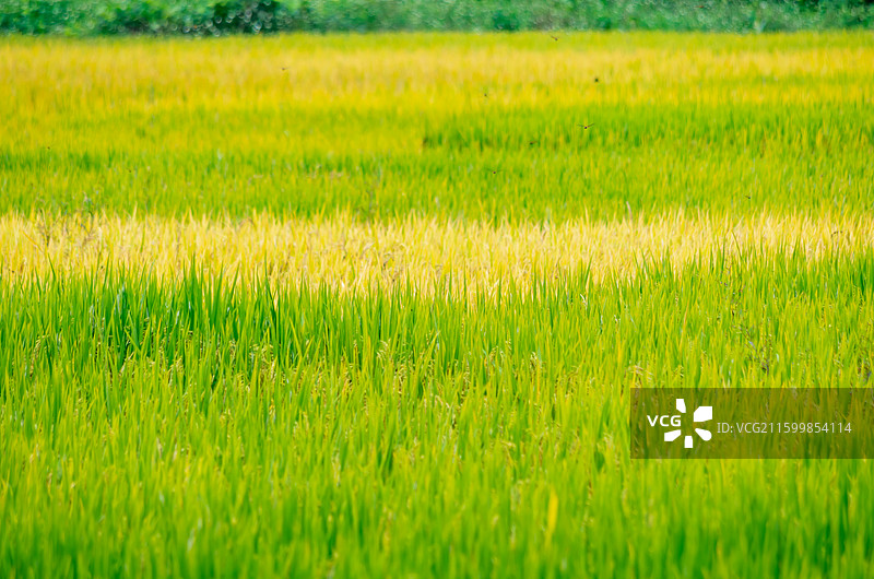肇庆周边种植的水稻图片素材