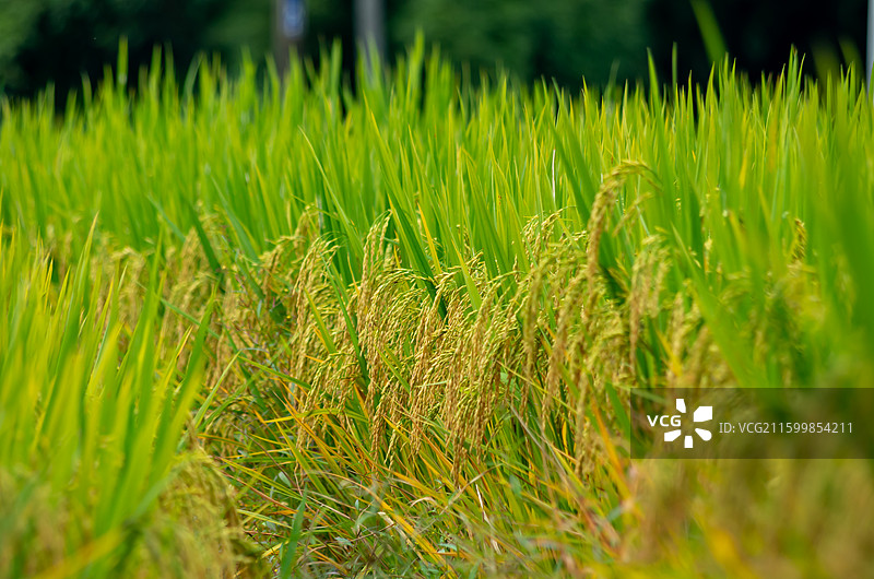 肇庆周边种植的水稻图片素材