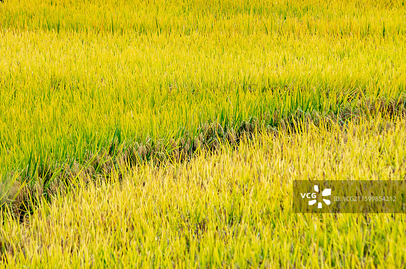 肇庆周边种植的水稻图片素材