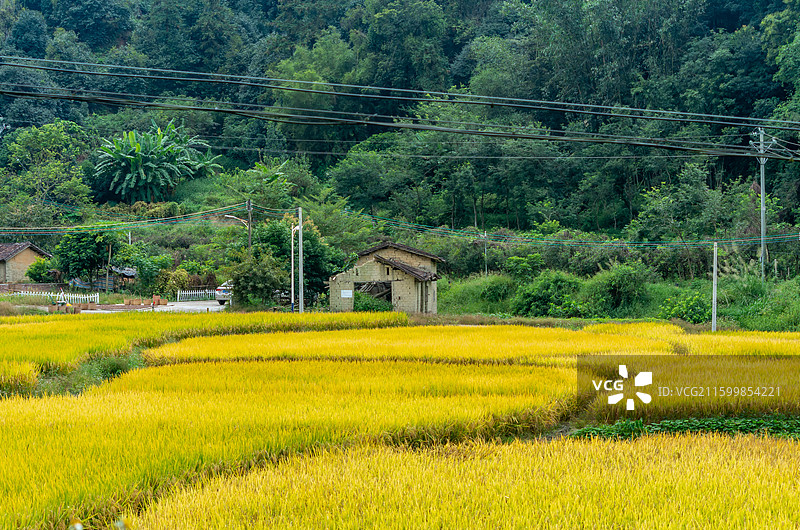 肇庆周边种植的水稻图片素材