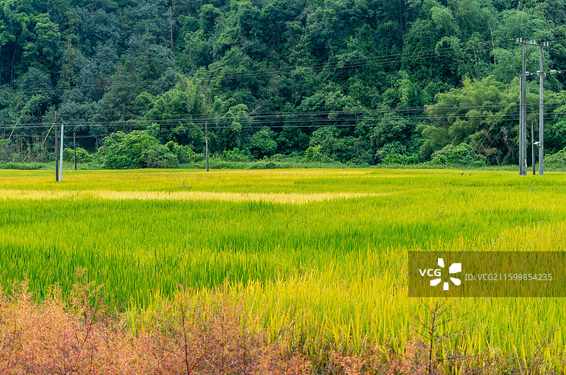 肇庆周边种植的水稻图片素材