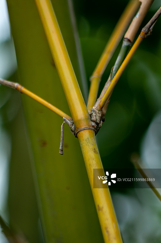 珠三角的竹林，竹子图片素材
