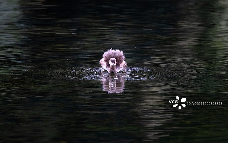 愤怒的小鸟图片素材