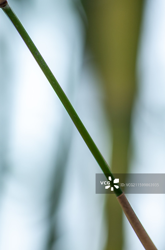 珠三角的竹林，竹子图片素材