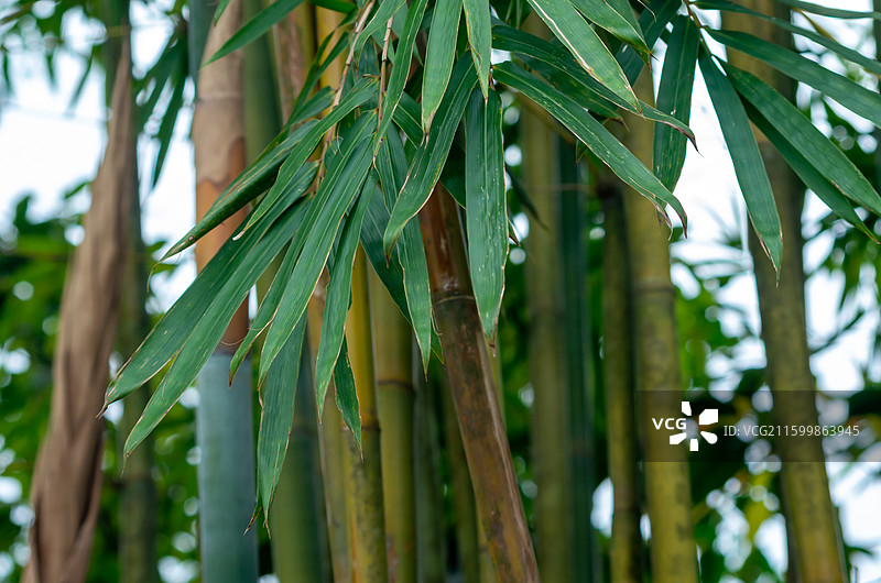 珠三角的竹林，竹子图片素材