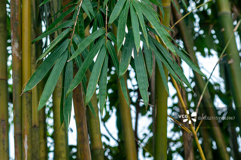 珠三角的竹林，竹子图片素材