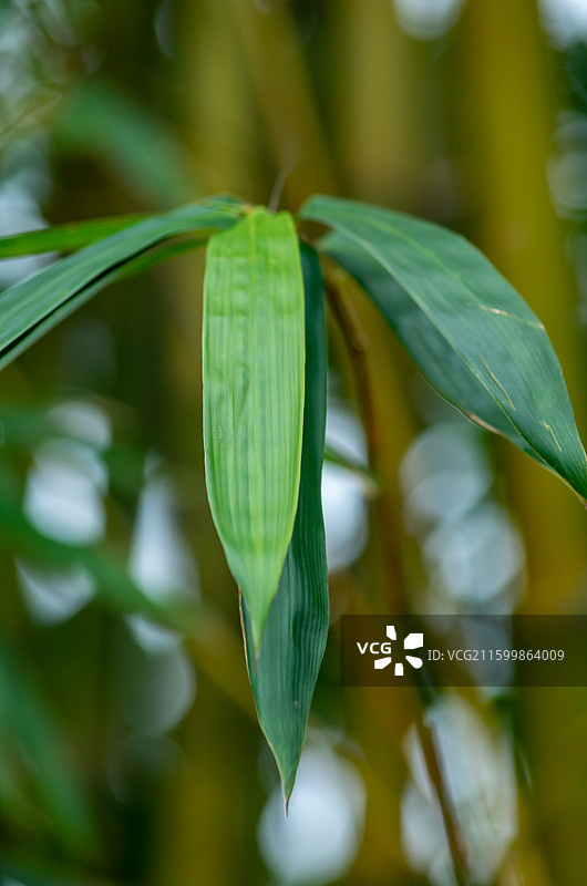 珠三角的竹林，竹子图片素材
