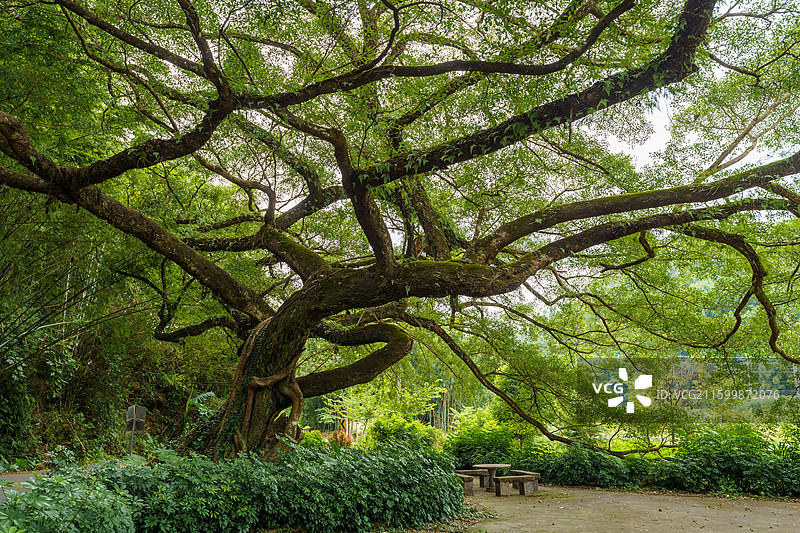 肇庆四会大罗村仙子口村的三棵古树，古榕树图片素材