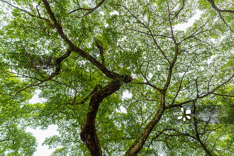 肇庆四会大罗村仙子口村的三棵古树，古榕树图片素材