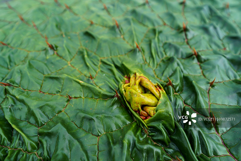 像脑袋皱褶的茨实叶图片素材