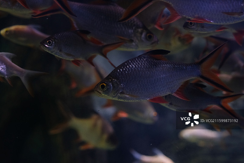 泰国鲫特写图片素材