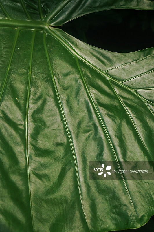 深绿色海芋叶子特写图片素材