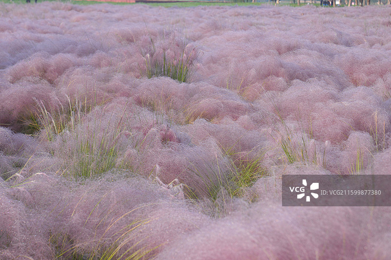 粉黛乱子草图片素材