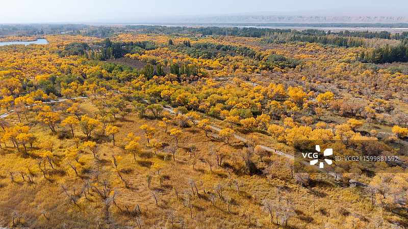 航拍新疆喀什地区泽普县金胡杨国家森林公园秋季风光图片素材