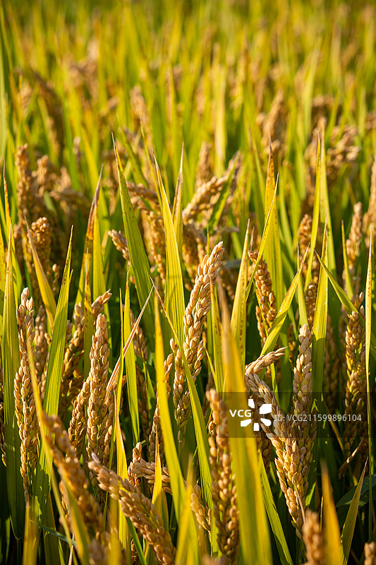 秋天生长饱满待收割的金色稻穗图片素材