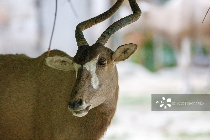 广州动物园旋角羚图片素材