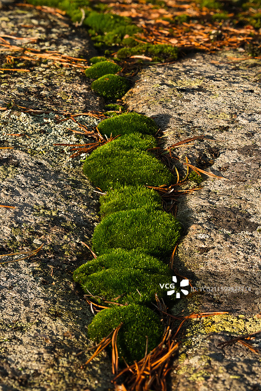 岩石缝中生存的苔藓图片素材