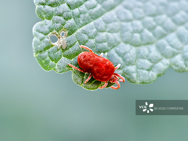 绒螨图片素材
