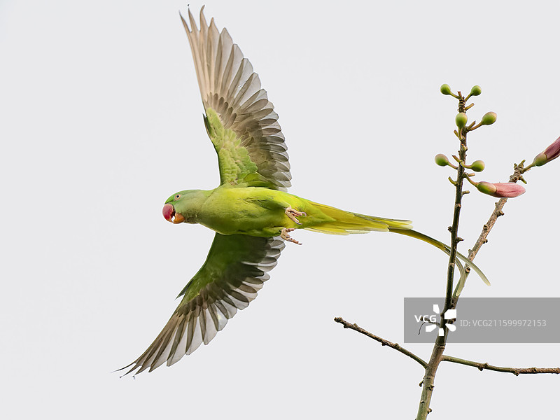 亚历山大鹦鹉图片素材