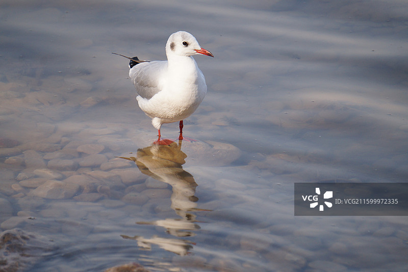 红嘴鸥图片素材