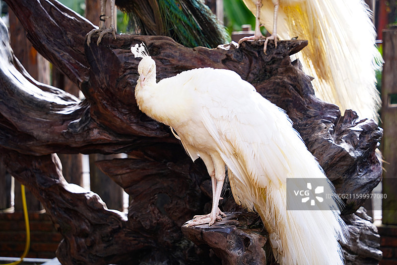 西双版纳傣族园的白孔雀图片素材