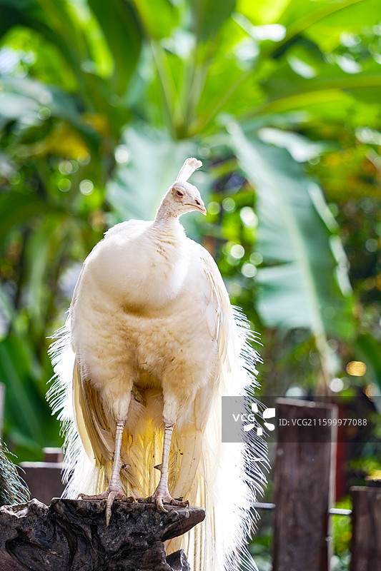 西双版纳傣族园的白孔雀图片素材