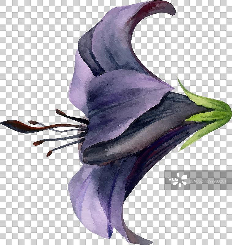 手绘水彩植物花卉深色百合图片素材