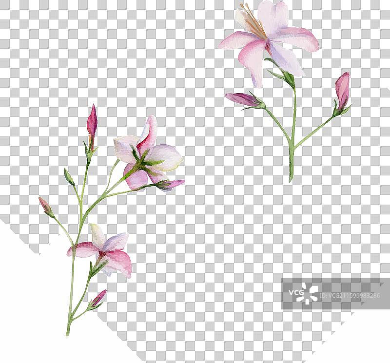 手绘水彩植物铁线莲山柑图片素材