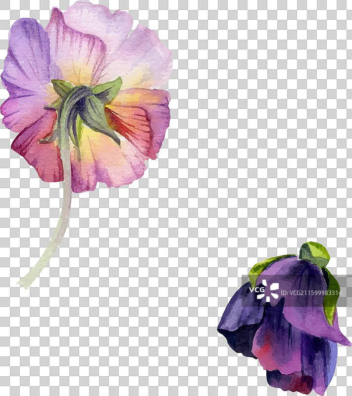 手绘水彩风格的颓废波西米亚风植物插画图片素材