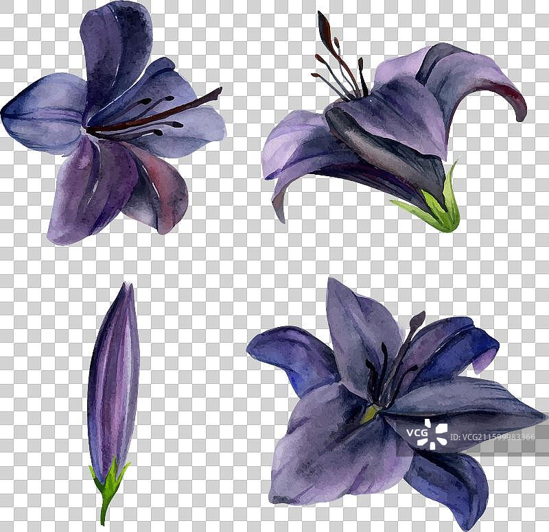 手绘水彩植物花卉深色百合图片素材