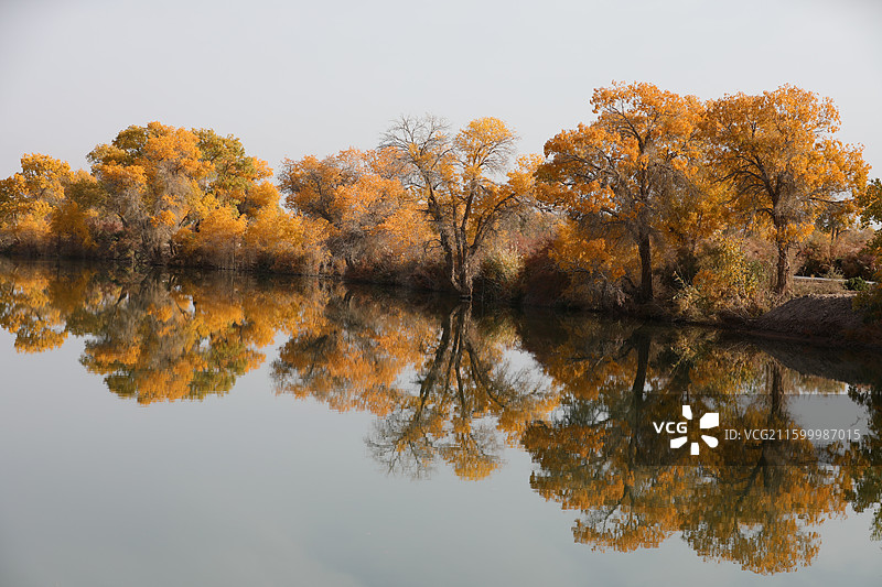 新疆喀什金秋胡杨：巴楚县红海胡杨图片素材