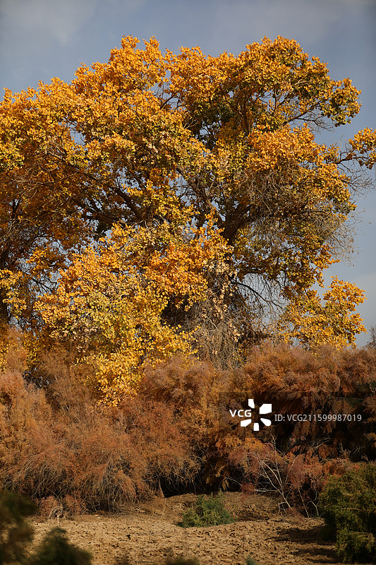 新疆喀什金秋胡杨：巴楚县红海胡杨图片素材