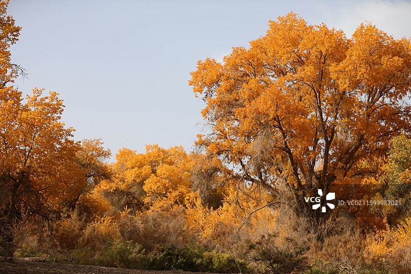 新疆喀什金秋胡杨：巴楚县红海胡杨图片素材