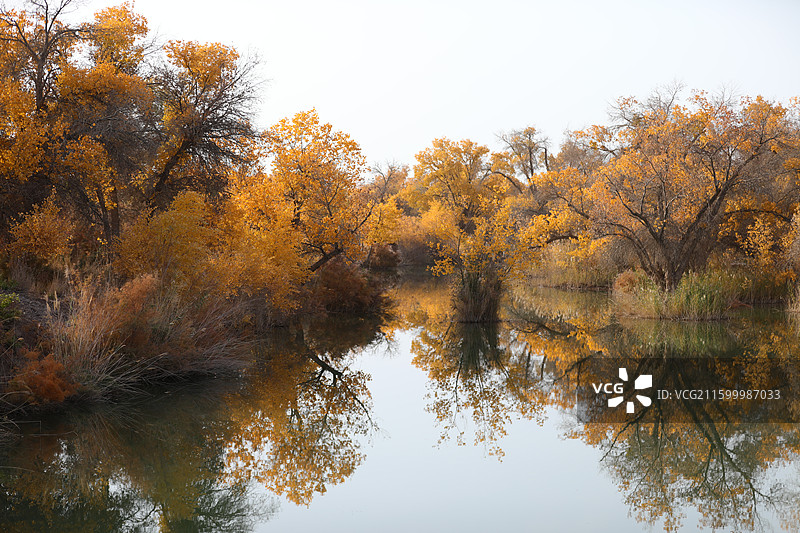 新疆喀什金秋胡杨：巴楚县红海胡杨图片素材
