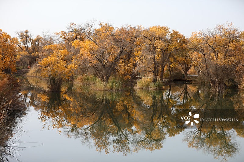 新疆喀什金秋胡杨：巴楚县红海胡杨图片素材