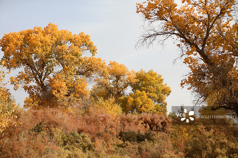 新疆喀什金秋胡杨：巴楚县红海胡杨图片素材