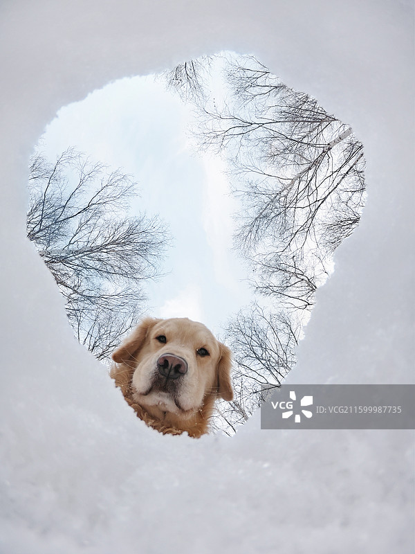 雪地里的金毛寻回犬图片素材