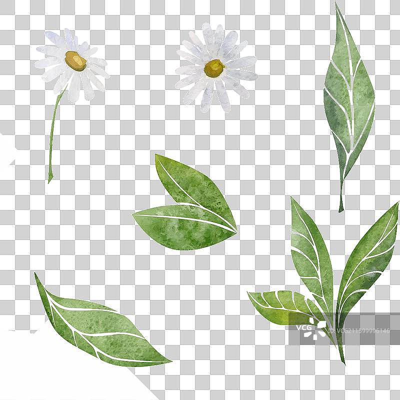手绘水彩风格的白色洋甘菊花图片素材