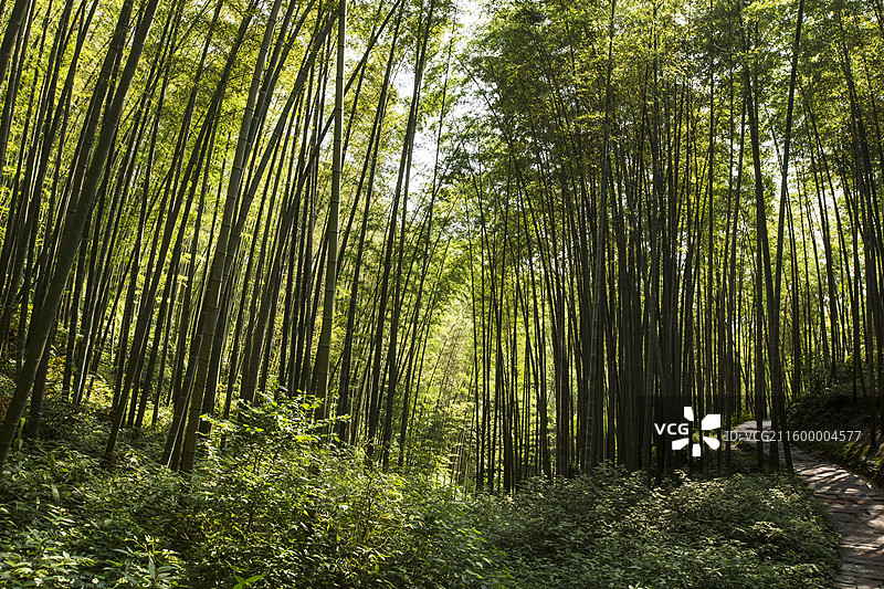 中国四川省宜宾市长宁县蜀南竹海风景区图片素材