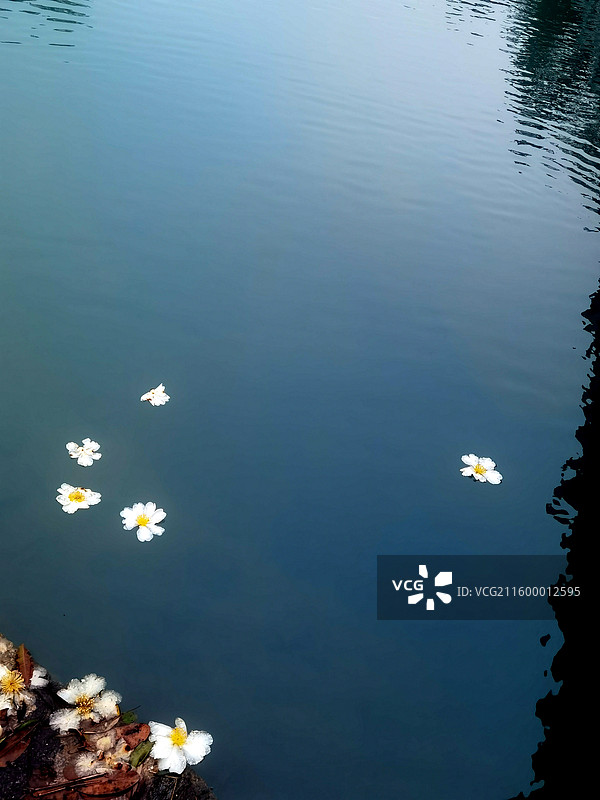 广东珠海小九寨飘落水面的茶花图片素材