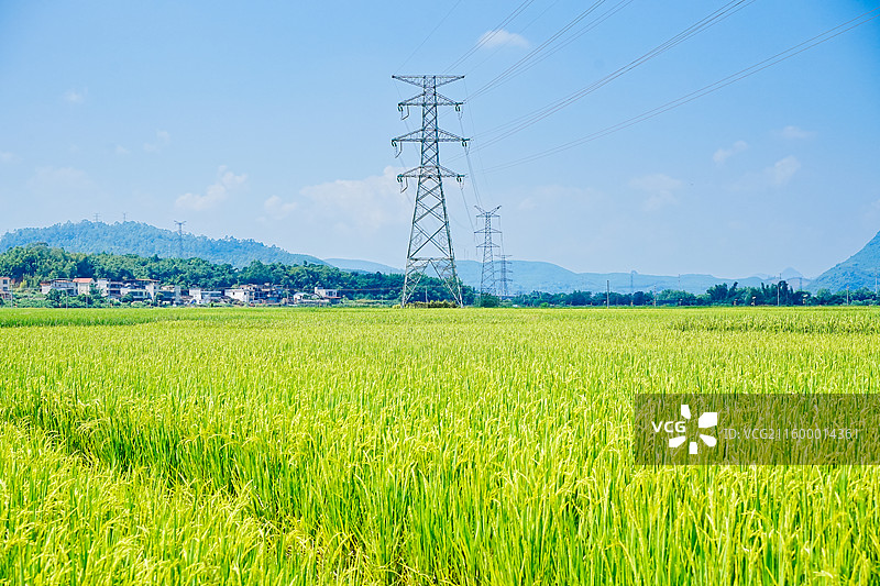 美丽乡村 韶关市曲江区马坝的稻田风光 输电塔图片素材