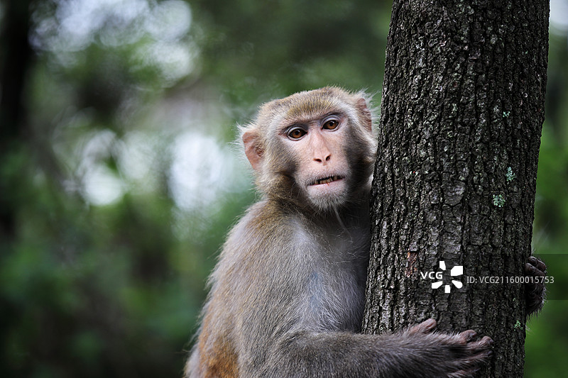 中国四川省凉山州西昌市泸山上的猴子图片素材